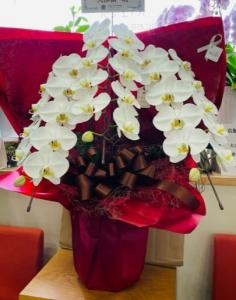 暑い時期の贈り物に胡蝶蘭が人気です♡|「カシワ花の店」　（大分県大分市の花屋）のブログ